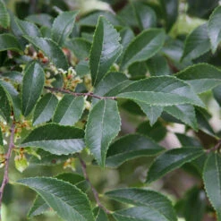 Emerald Flair Elm Tree -GreenNest Store Emerald Flair 2