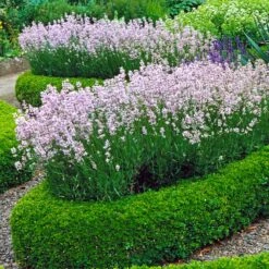 English Boxwood Shrub -GreenNest Store English Boxwood 4