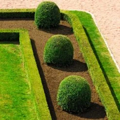 English Boxwood Shrub -GreenNest Store English Boxwood 7