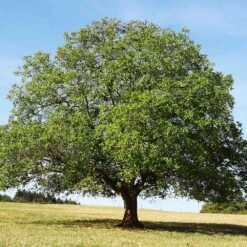 English Walnut Tree 7 English Walnut Tree -GreenNest Store English Carpathian Walnut 4 FGT