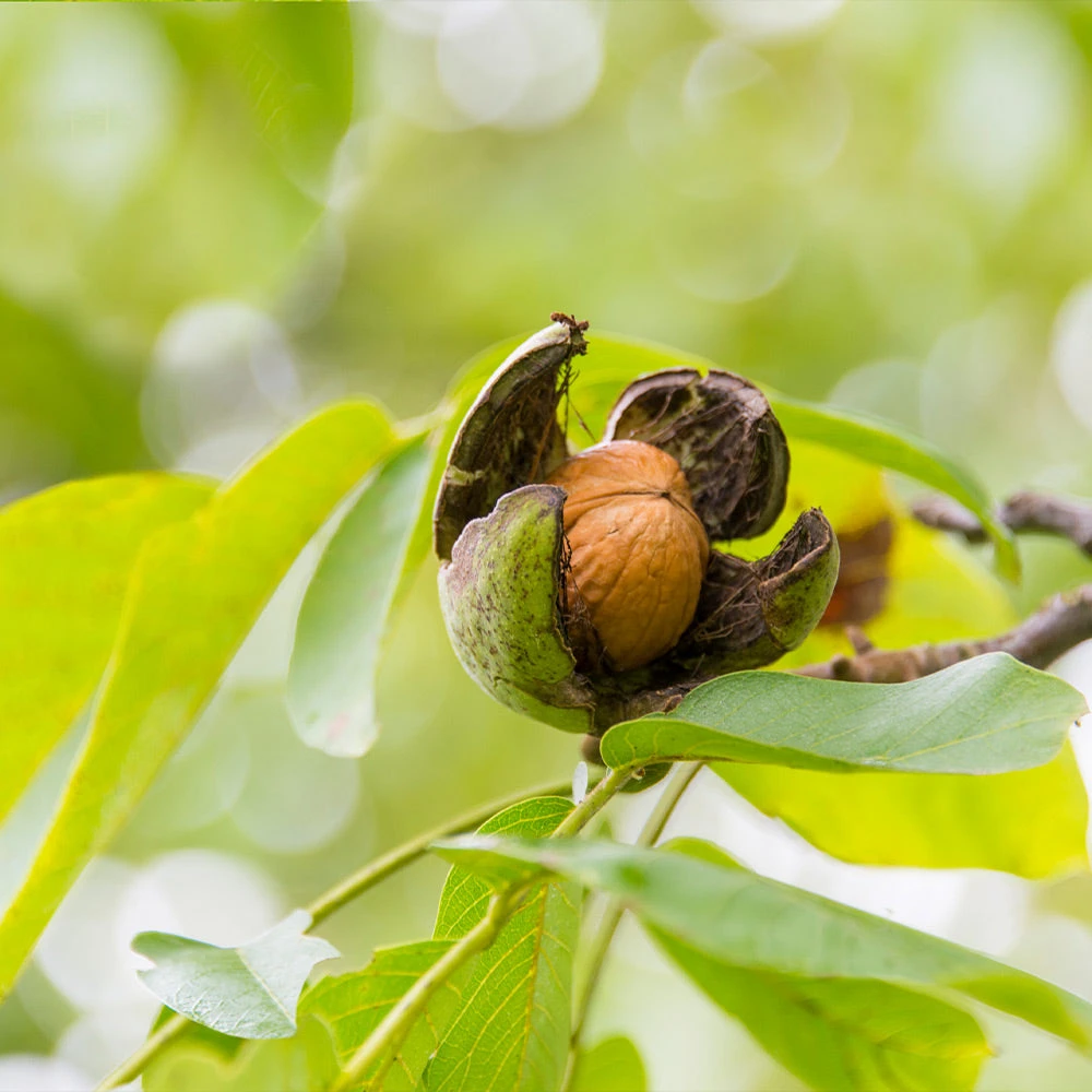 English Walnut Tree 4 English Walnut Tree - Image 4