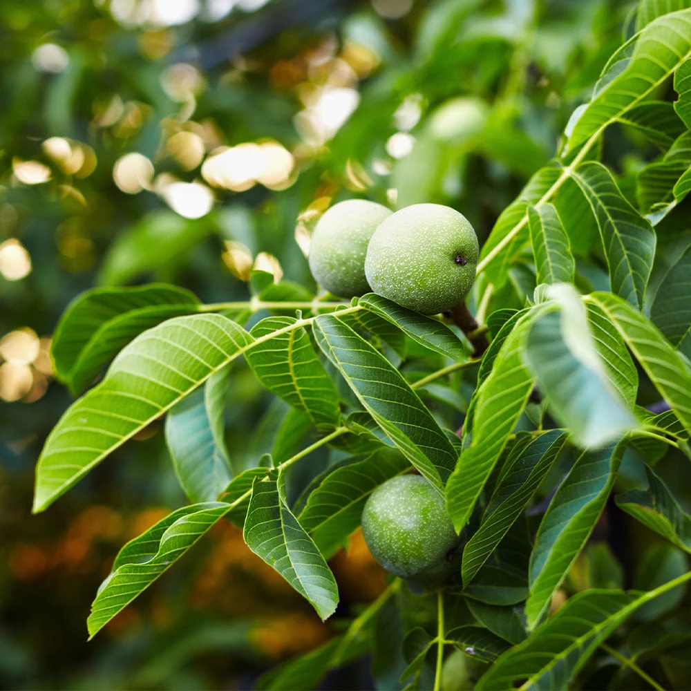 English Walnut Tree 2 English Walnut Tree - Image 2