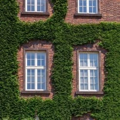 English Ivy Vine -GreenNest Store English Ivy 2 FGT