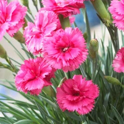 Scent First® Eternity Dianthus Plant -GreenNest Store Eternity Dianthus 2
