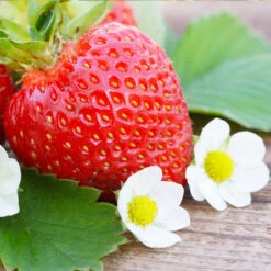 Everbearing Strawberry - USDA Organic -GreenNest Store Everbearing Strawberry 3 FGT d3338e88 8339 4e56 9059 0189b64ead59