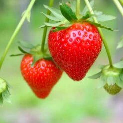 Everbearing Strawberry - USDA Organic -GreenNest Store Everbearing Strawberry 7 FGT