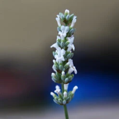 Lavender Exceptional™ -GreenNest Store Exceptional Lavender 2