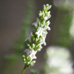 Lavender Exceptional™ -GreenNest Store Exceptional Lavender 5