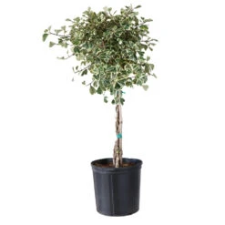Variegated Ficus Triangularis Tree -GreenNest Store FIC TRT 34 3 BRD