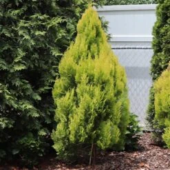 Forever Goldy™ Arborvitae Tree 7 Forever Goldy™ Arborvitae Tree -GreenNest Store FOrever GOldie 2