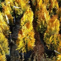 Forever Goldy™ Arborvitae Tree 9 Forever Goldy™ Arborvitae Tree -GreenNest Store FOrever GOldy 3
