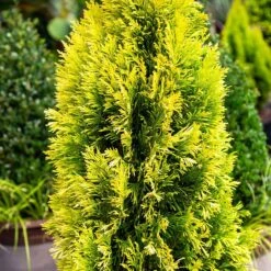 Forever Goldy™ Arborvitae Tree 8 Forever Goldy™ Arborvitae Tree -GreenNest Store FOrever GOldy 4