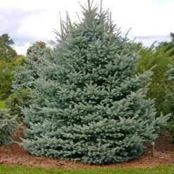 Fat Albert Colorado Blue Spruce -GreenNest Store Fat albert Blue Spruce 1