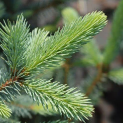 Fat Albert Colorado Blue Spruce -GreenNest Store Fat albert Blue Spruce 2