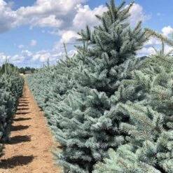 Fat Albert Colorado Blue Spruce -GreenNest Store Fat albert Blue Spruce 5