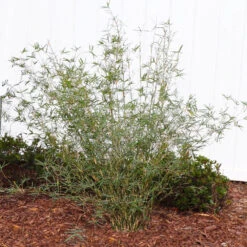 Fernleaf Bamboo -GreenNest Store FernleafMultiplexBamboo 1