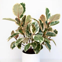 Ficus Tineke -GreenNest Store Ficus tineki 1