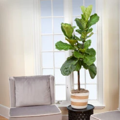 Monstera Deliciosa And Fiddle Leaf Fig Combo -GreenNest Store Fiddle Leaf Fig 2 FGT