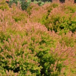 Fire Chief™ Thuja Shrub -GreenNest Store Fire Chief Arborvitae 4
