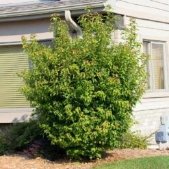 Flame Amur Maple -GreenNest Store Flame Amur 2