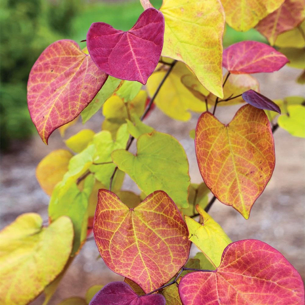 Flame Thrower® Redbud Tree 4 Flame Thrower® Redbud Tree - Image 4