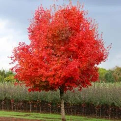 Flashfire® Maple Tree 7 Flashfire® Maple Tree -GreenNest Store Flashfire Maple 1