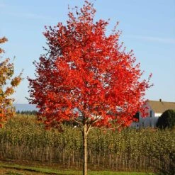 Flashfire® Maple Tree 8 Flashfire® Maple Tree -GreenNest Store Flashfire Maple 2