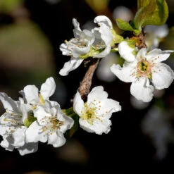 Flavor Queen Pluot® -GreenNest Store Flavor Queen Pluot 3