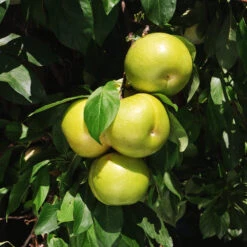 Flavor Queen Pluot® -GreenNest Store Flavor Queen Pluot 4