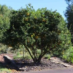 Hardy Orange Tree 'Flying Dragon' -GreenNest Store Flying Dragon Trifoliate orange 11 FGT