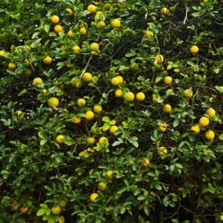 Hardy Orange Tree 'Flying Dragon' -GreenNest Store Flying Dragon Trifoliate orange 2