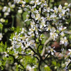 Hardy Orange Tree 'Flying Dragon' -GreenNest Store Flying Dragon Trifoliate orange 3 FGT