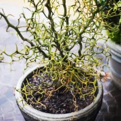 Hardy Orange Tree 'Flying Dragon' -GreenNest Store Flying Dragon Trifoliate orange 7