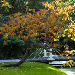 Forest Pansy Redbud -GreenNest Store Forest Pansy Redbud 2