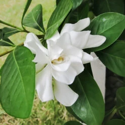 Four Seasons Gardenia Shrub -GreenNest Store FourSeasons Gardenia 2