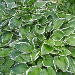Francee Hosta Plant -GreenNest Store Francee Hosta 2