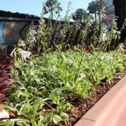 Francee Hosta Plant -GreenNest Store Francee Hosta 3