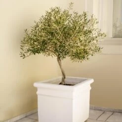 Frantoio Olive Tree -GreenNest Store Frantoio Olive FGT