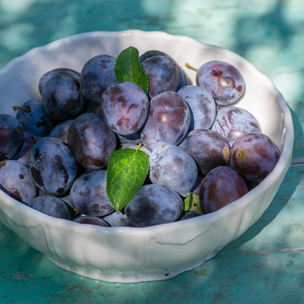 French Prune Tree 4 French Prune Tree - Image 4