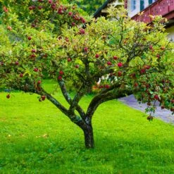 Fuji Apple Tree - USDA Organic -GreenNest Store Fuji Apple 6