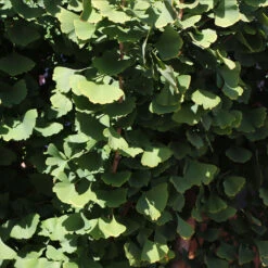 Goldspire™ Ginkgo Tree -GreenNest Store GOldspire Ginkgo Tree 8