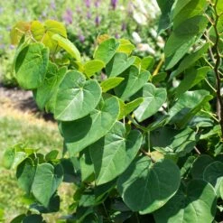 Garden Gems® Emerald Redbud Tree 6 Garden Gems® Emerald Redbud Tree -GreenNest Store Garden Gems Emerald 1