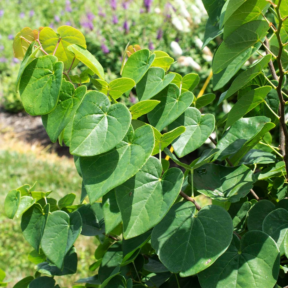 Garden Gems® Emerald Redbud Tree 3 Garden Gems® Emerald Redbud Tree - Image 3