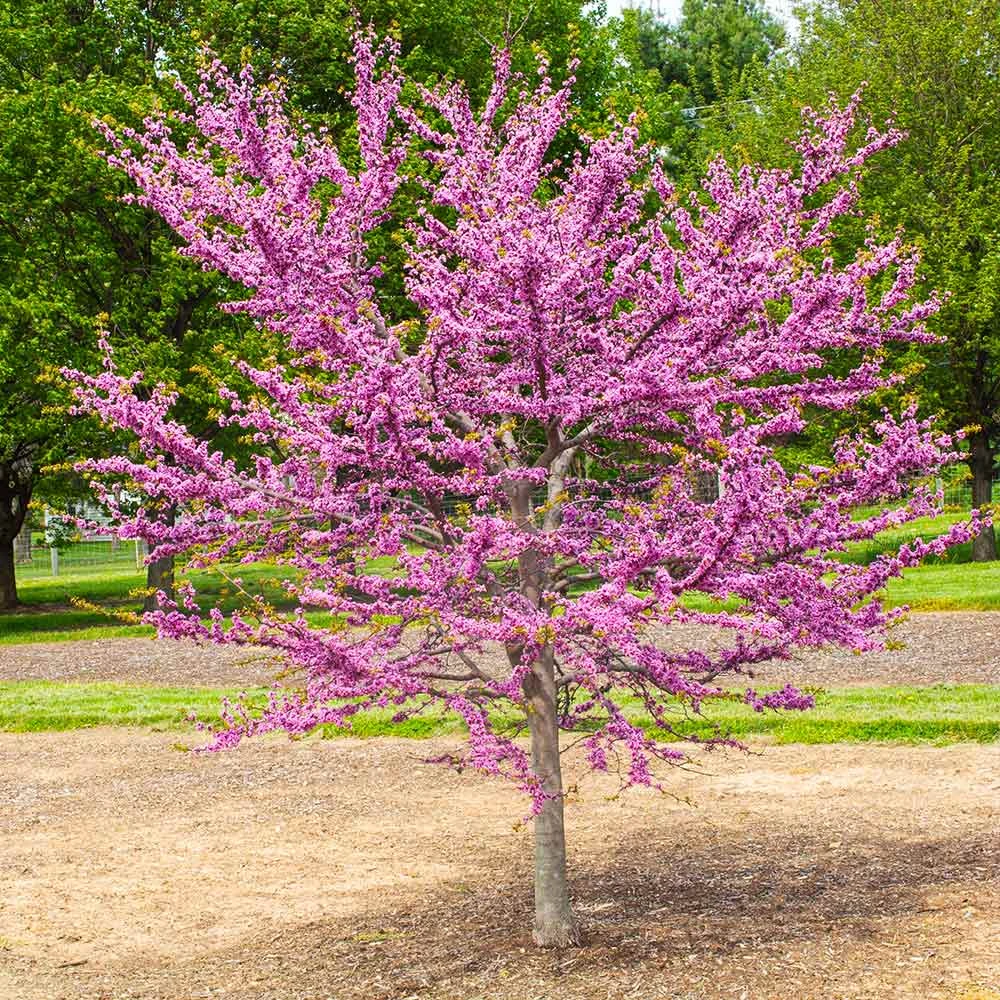 Garden Gems® Emerald Redbud Tree 2 Garden Gems® Emerald Redbud Tree - Image 2