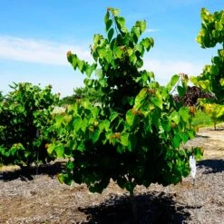 Garden Gems® Emerald Redbud Tree 7 Garden Gems® Emerald Redbud Tree -GreenNest Store Garden Gems Emerald 3