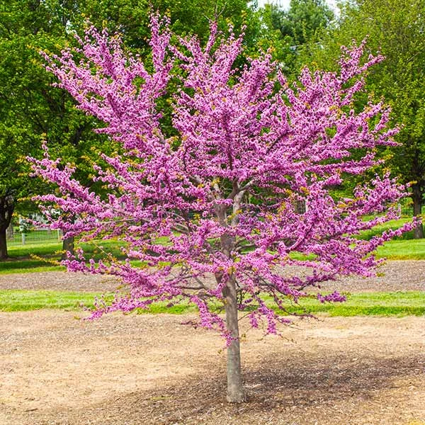 Garden Gems® Emerald Redbud Tree 1 Garden Gems® Emerald Redbud Tree