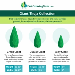Junior Giant Thuja Tree -GreenNest Store GiantThujaCollectionGraphic 46da212d 75c4 4b15 9d43 0f7dc11664cd