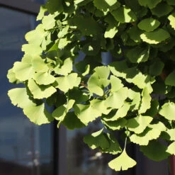 Ginkgo Tree -GreenNest Store Ginkgo Biloba 5