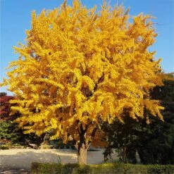 Featured Products 13 Ginkgo Tree