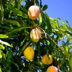 Salsa Kit -GreenNest Store Glenn Mango 6